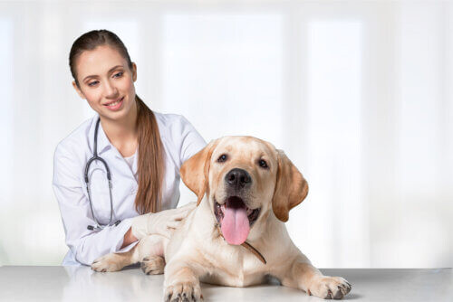 Günstige Hunde Krankenversicherung dank Vergleichsrechner Günstige Hunde Krankenversicherung dank Vergleichsrechner
