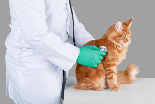 Günstige Katzen Krankenversicherung dank Vergleichsrechner Günstige Katzen Krankenversicherung dank Vergleichsrechner
